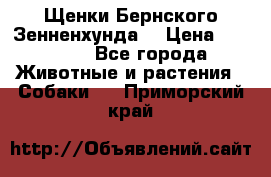 Щенки Бернского Зенненхунда  › Цена ­ 40 000 - Все города Животные и растения » Собаки   . Приморский край